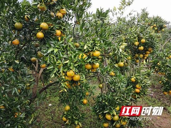 【吉首现有本土确诊3例,吉首新冠最新消息】