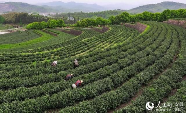 专家:金安区每年或现多个感染高峰(金安区预报)