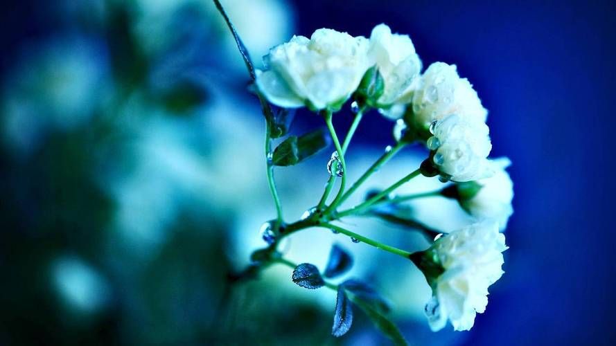 大学网课自助下单网站 - 附工具脚本详细教程真实在线