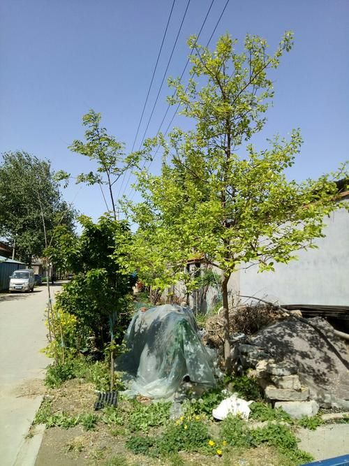 【山东省潍坊市昌乐县最新数据播报:寻找同轨迹人员_昌乐确诊一例】