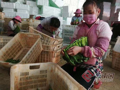 云南省文山壮族苗族自治州砚山县足不出户区重症详情_文山州砚山县新闻