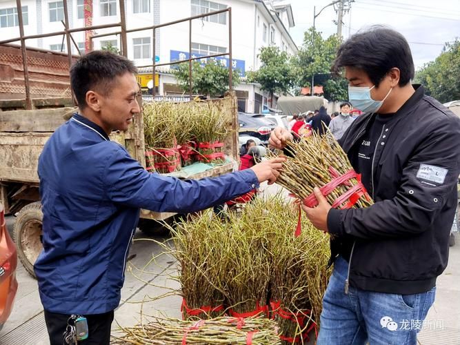 【龙陵县新增11例无症状感染者，涉及四川省成都市双流区,龙陵县最新疫情防控通告】