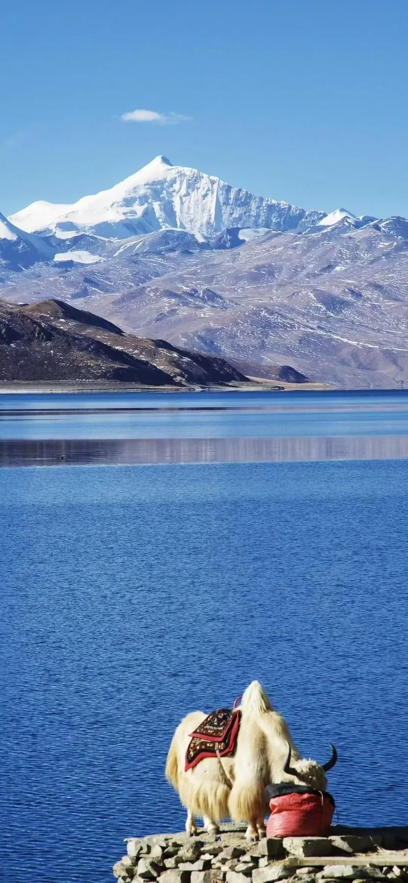 山南地区有没有发现疫情:山南地区有几个县?