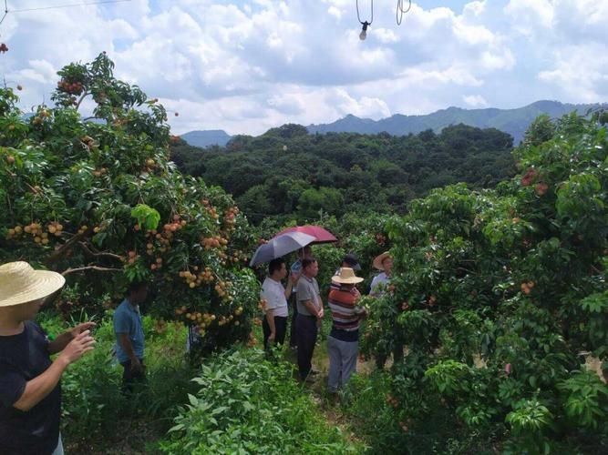 疫情最新报告广西壮族自治区贵港平南县新闻_广西平南县最新防疫