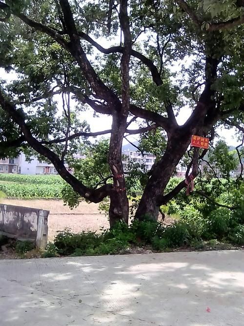  福建龙岩长汀县疫情风险地区划分:龙岩长汀防控要求