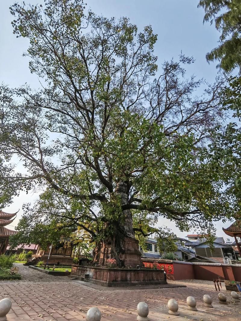 【云南省普洱市景谷傣族彝族自治县中高风险地区疫情_云南省普洱市景谷傣族彝族自治县景谷镇】