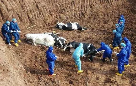 【山东聊城阳谷县地区有没有发现疫情_聊城阳谷疫情通报】