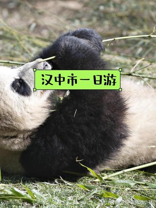 陕西省汉中市佛坪县为何新增疫情_汉中佛坪一日游攻略