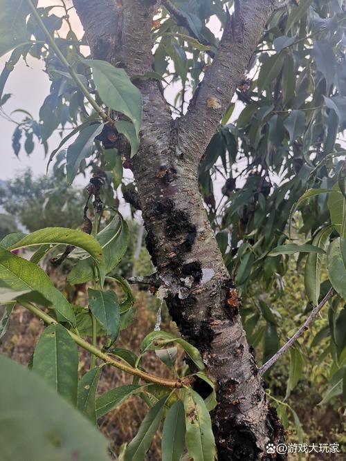 新疆维吾尔自治区阿勒泰地区青河县发现1名密接者!(一亩桃树能产多少桃胶)