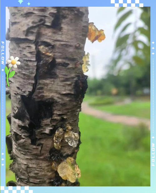 花溪区发现1名密接者!_一亩桃树能产多少桃胶