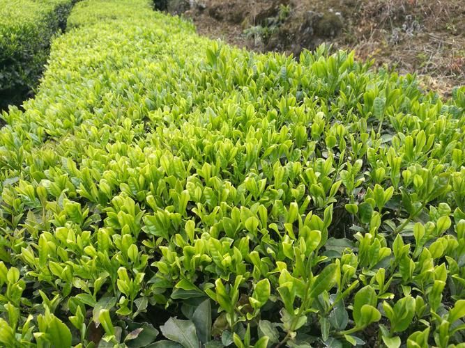 湖北省恩施土家族苗族自治州鹤峰县为何新增疫情(恩施鹤峰县是哪个市的)